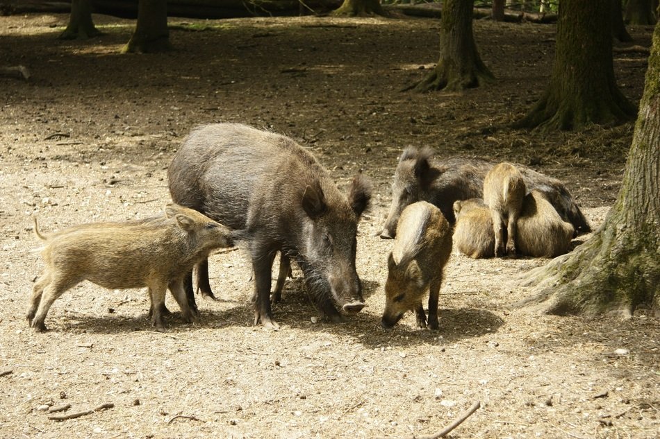wild boar in nature