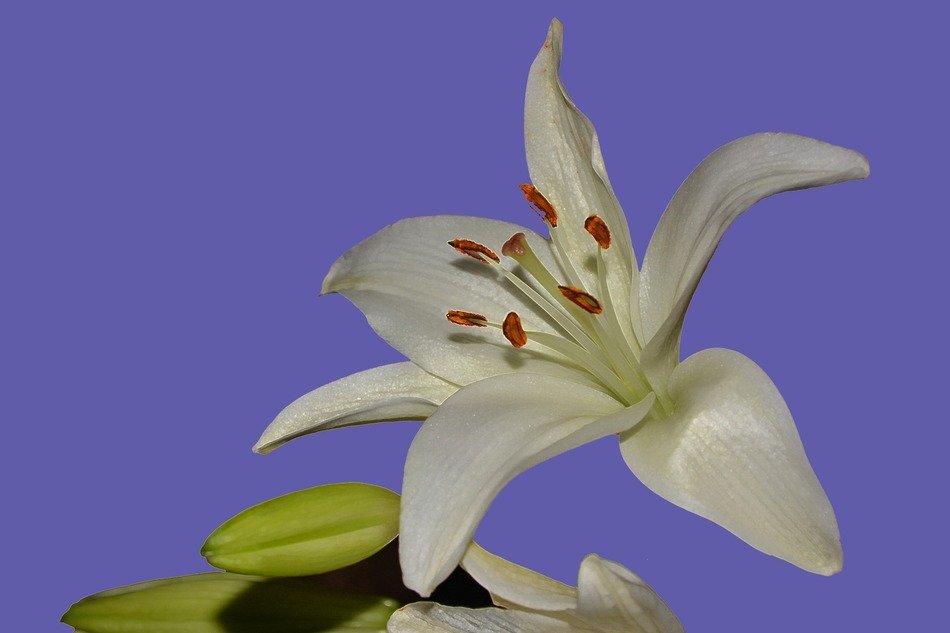 white lily on a purple background