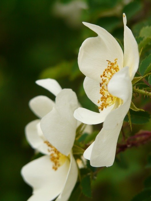 white rosehip flowers