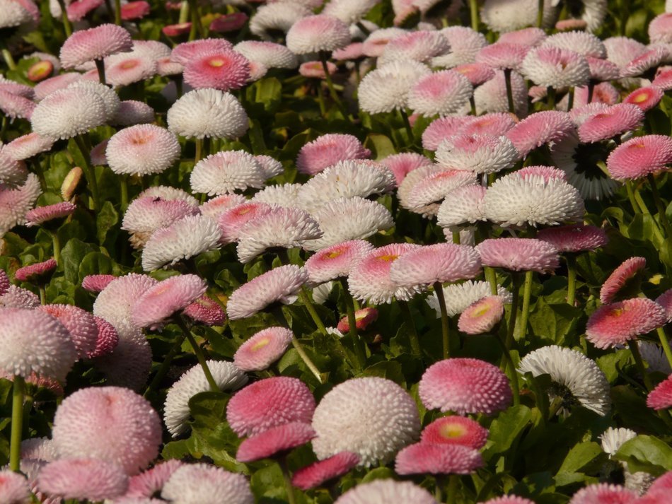 meadow of lush daisies