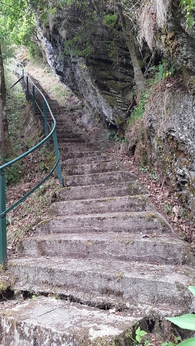 Beautiful stone staircase with green plants in the forest