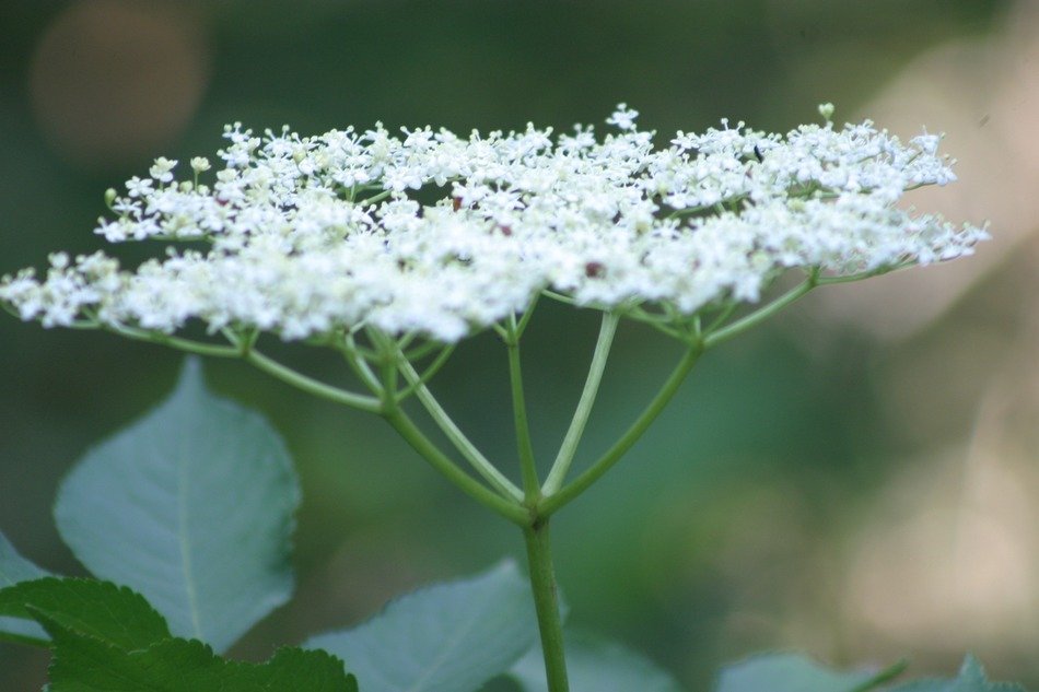 White umbelliferae flowers