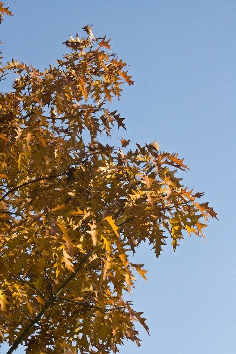 emerge leaves on a high tree