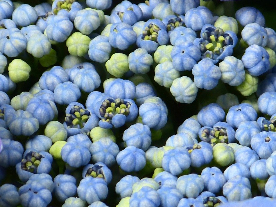 blue hydrangea flowers on the branches