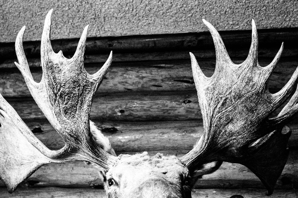 head of wild moose in canada