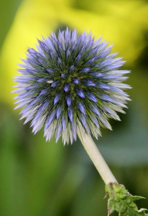 lush light blue thistle flower