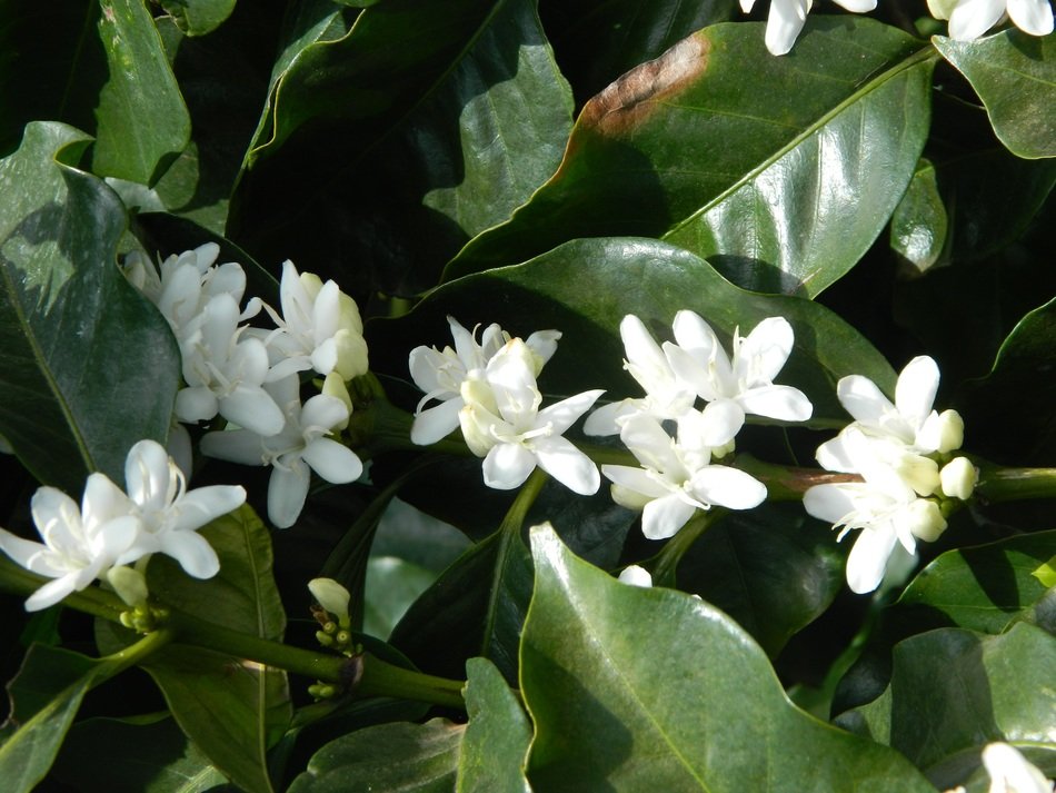 small white summer flowers