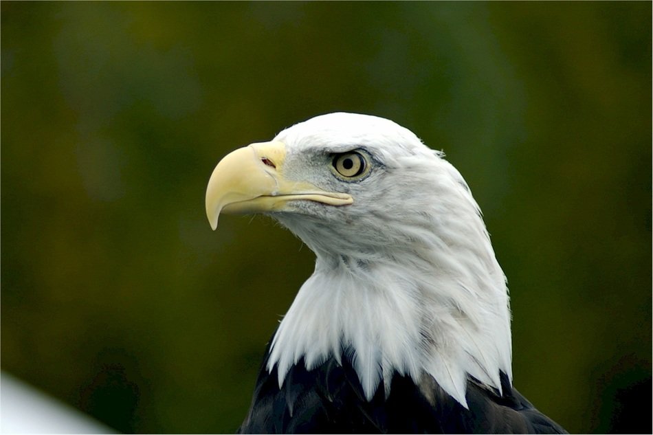 bald eagle on dark background