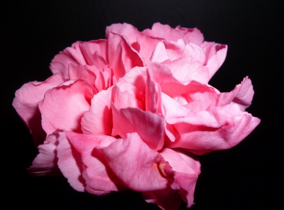 pink rose on a black background