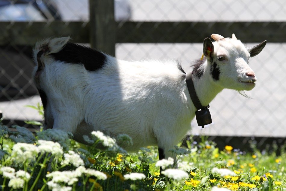 goat on pasture in the pen