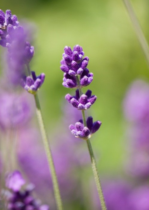 extraordinarily beautiful lavender