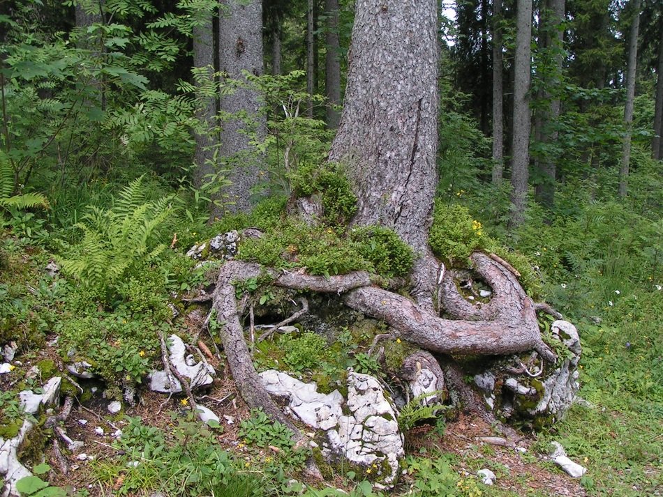 picture of the tree roots in a forest