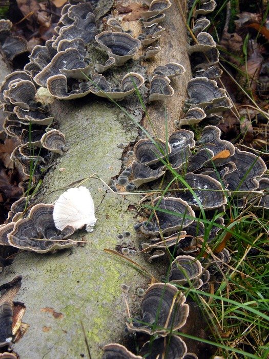 Black mushroons in the forest