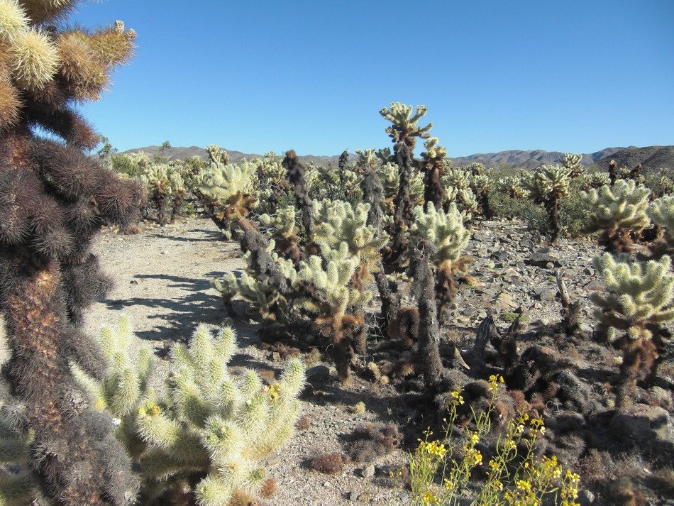 terrific cactus california