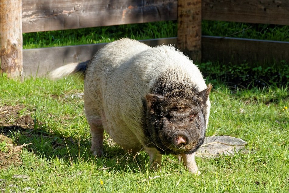 white brown domestic pig