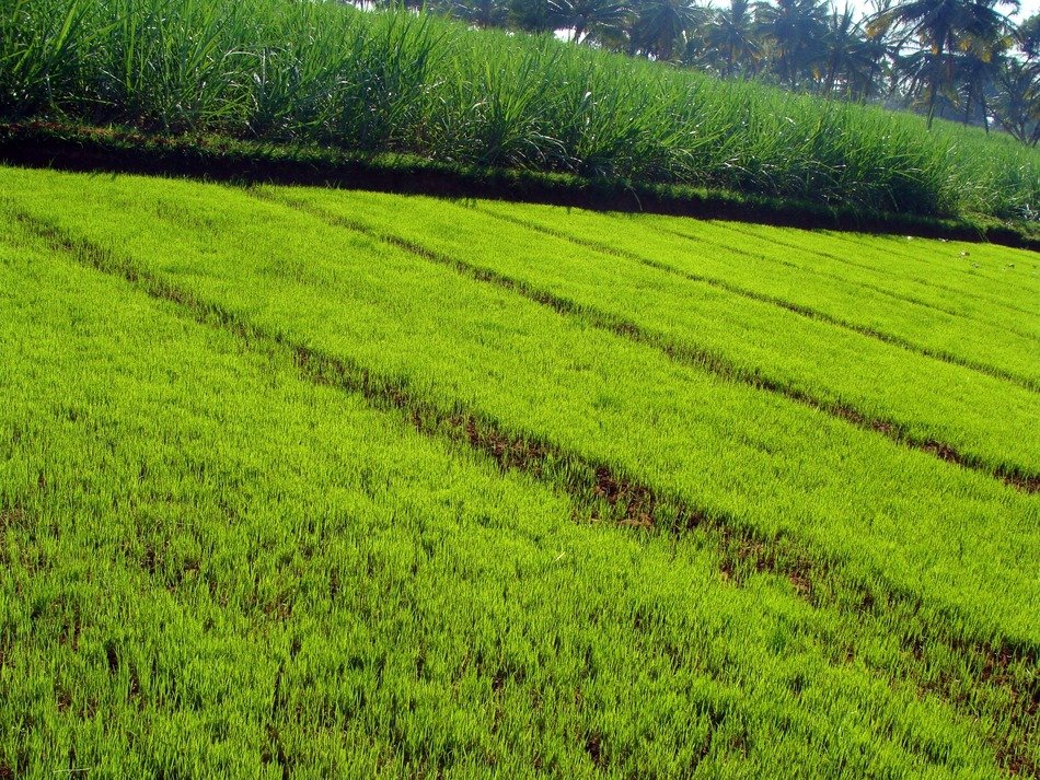 Paddy nursery in the countryside