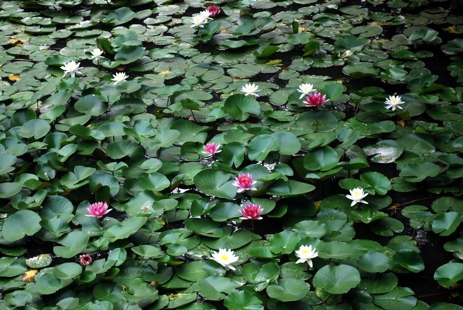 top view of a field of water lilies
