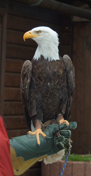 bald eagle on trainer's arm