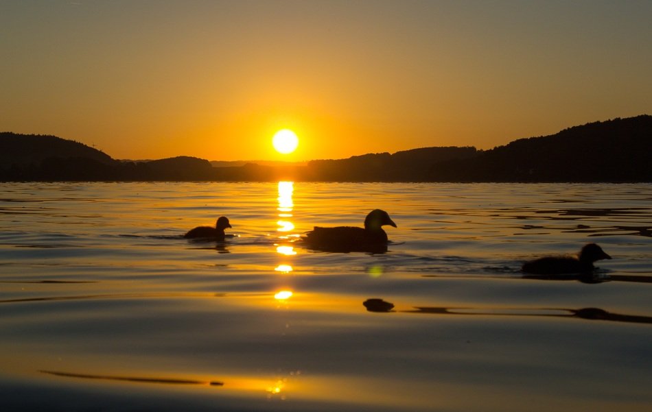 ducks swim in the lake under the evening sun