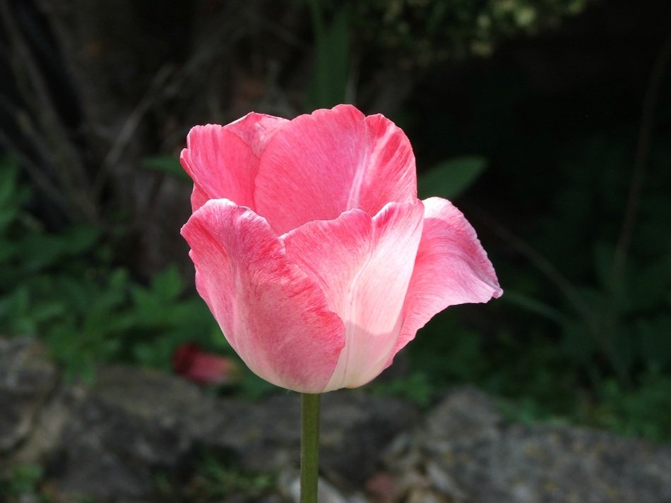 pink tulip in spring