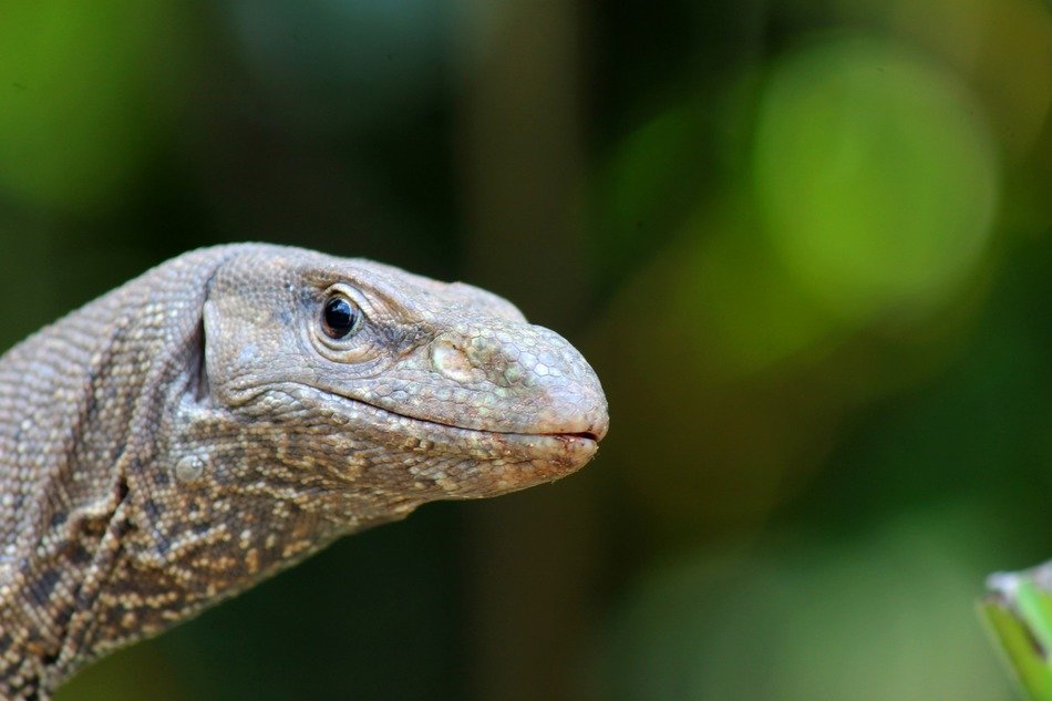 head of a big lizard on a blurry background