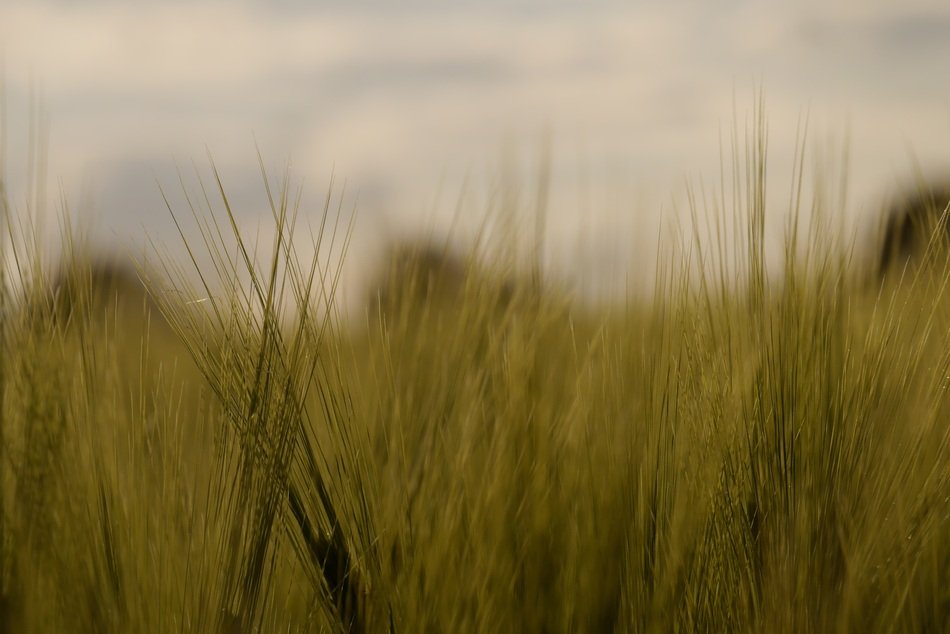 green barley field in the countryside