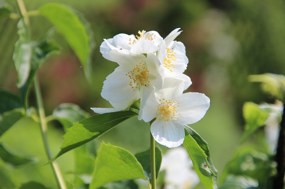 white flowers in the garden