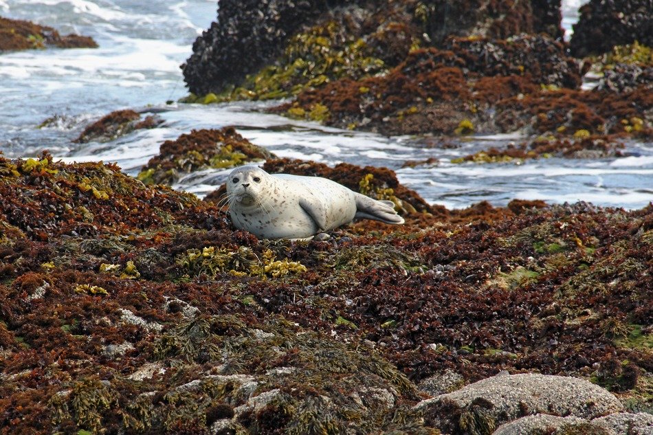 landscape of wild seal in the harbor
