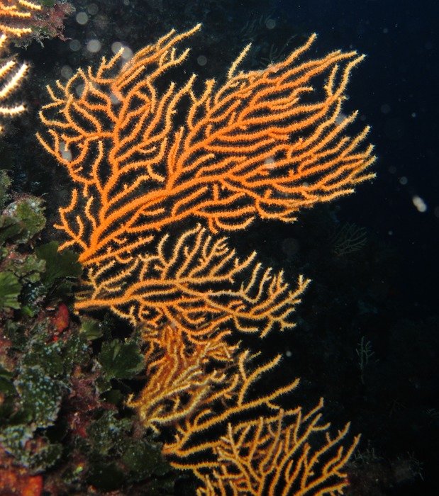 colored coral of the Mediterranean sea
