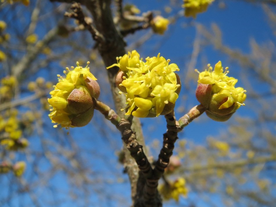 macro photo of Mas dogwood plants