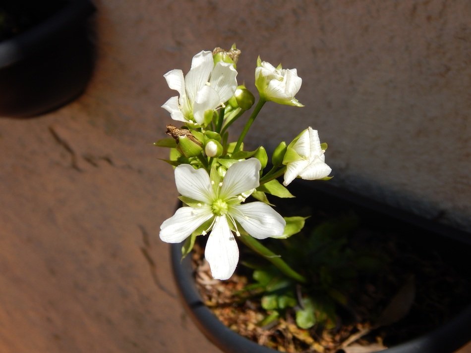 flowering branch of the garden tree