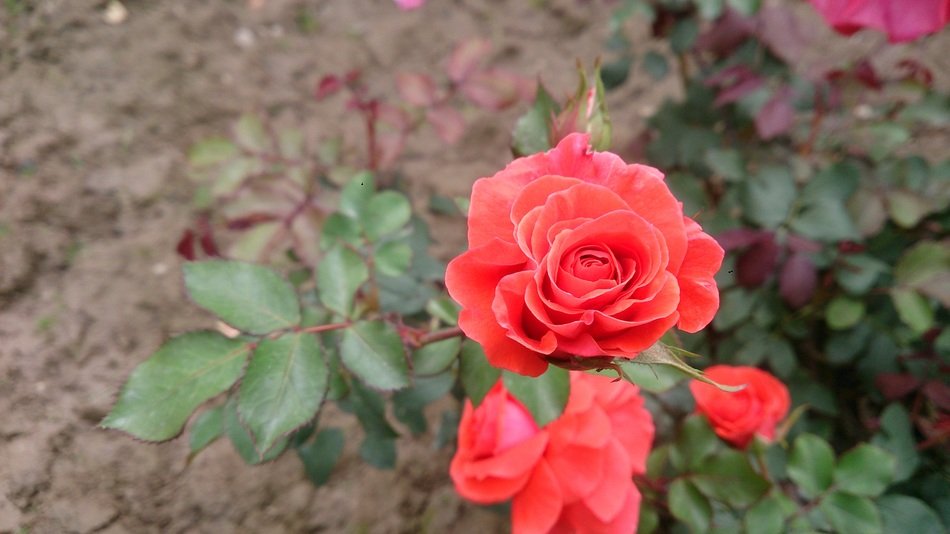 nature of rose flower