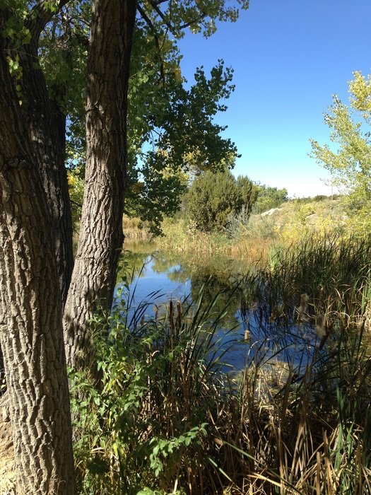 small pond near the trees