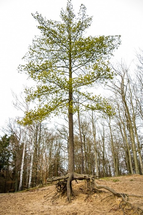 Green tree roods in forest