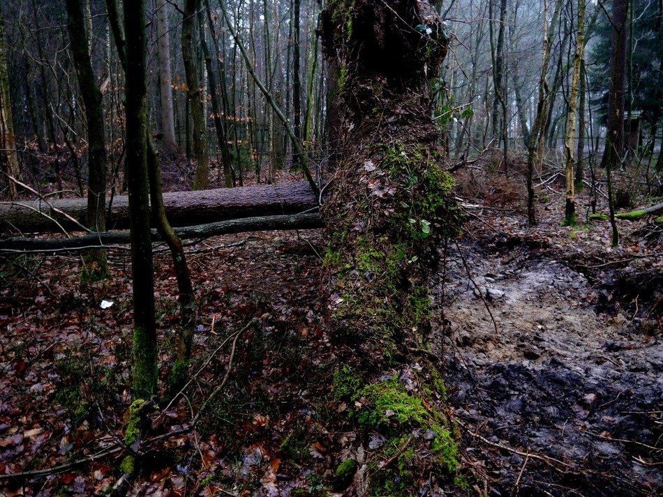 tree root forward