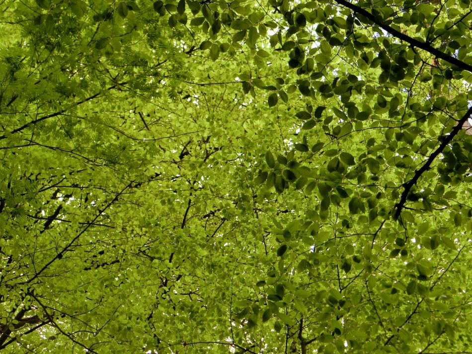 deciduous trees like a roof