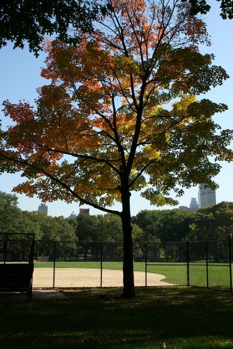 tree in Central park, US