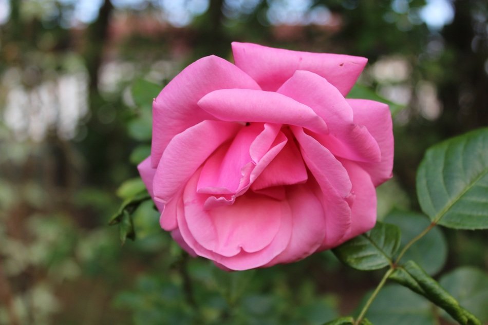 rose flowers plant garden