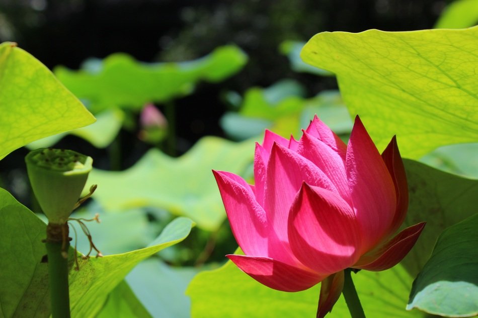 red lotus on green leaves background