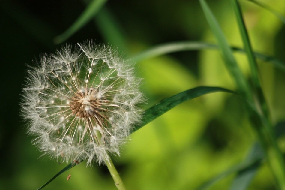 dandelion seeds head among grass
