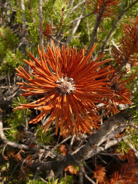 brown dry needles of the pine