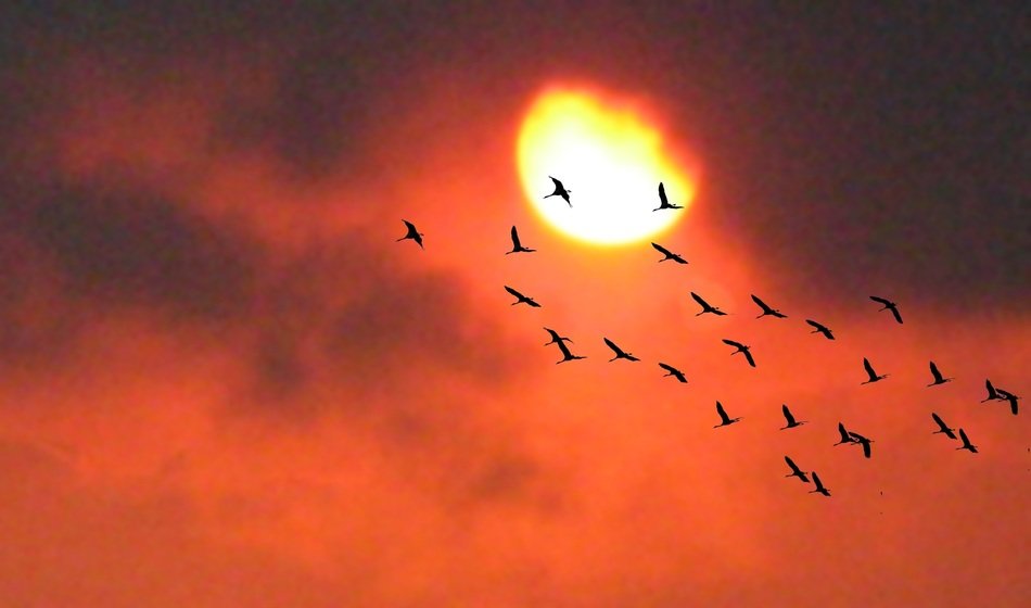 Bird flock against sun light