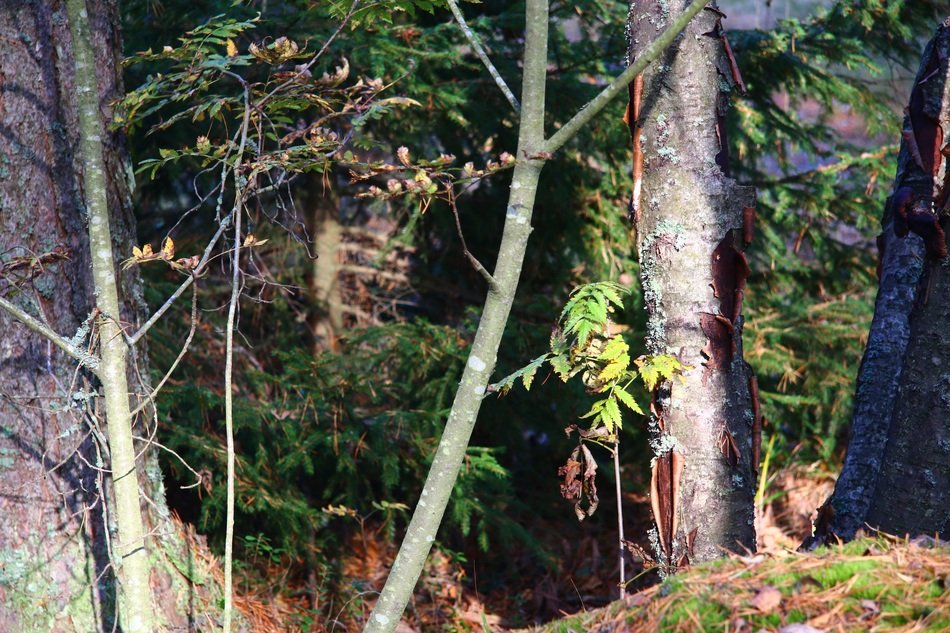 a forest windbreak