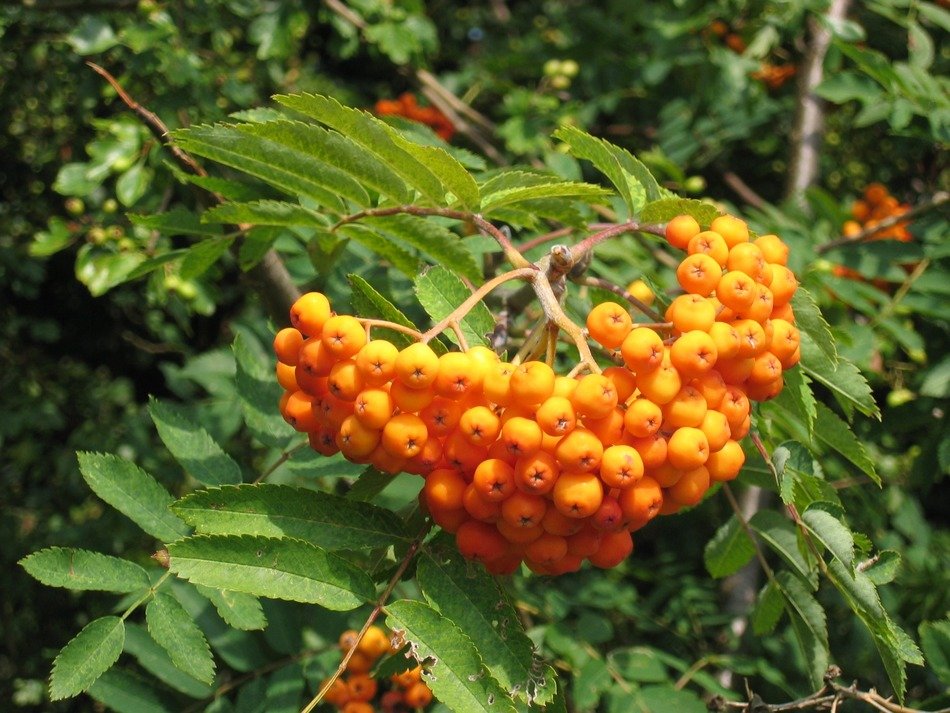 orange rowan berries on a tree