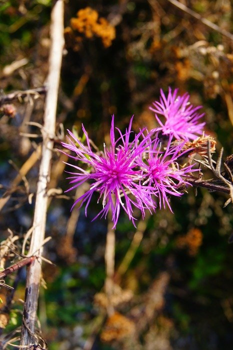 lilac clover flower