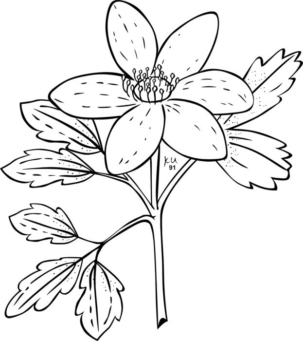 painted flower with leaves