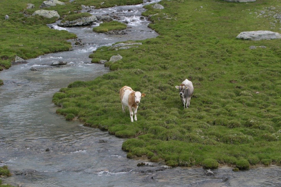 top view of the cows in the river valley in South Tyrol