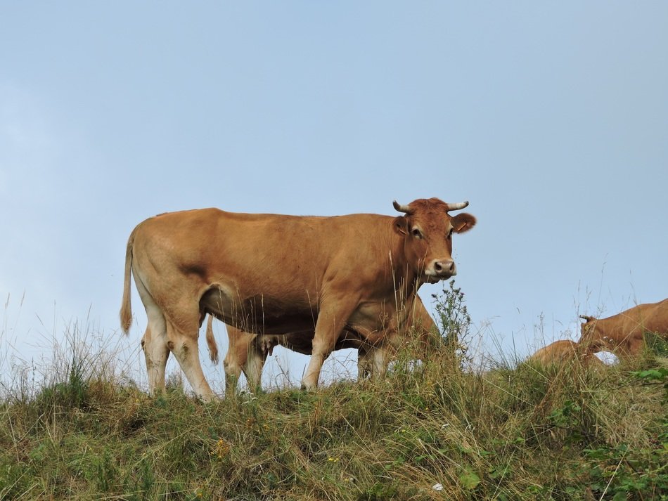 cow mountain sky nature cows