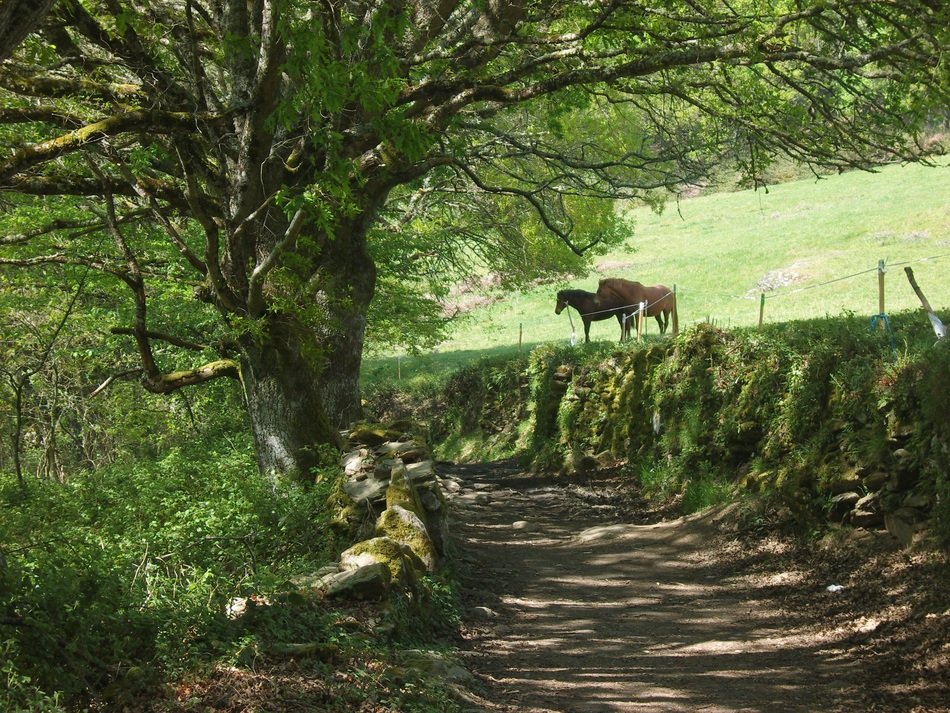 a horse in a pasture along a rural road