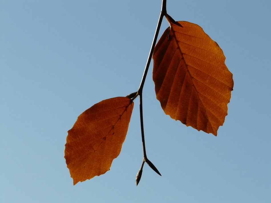 pair of leaves beech against the blue sky